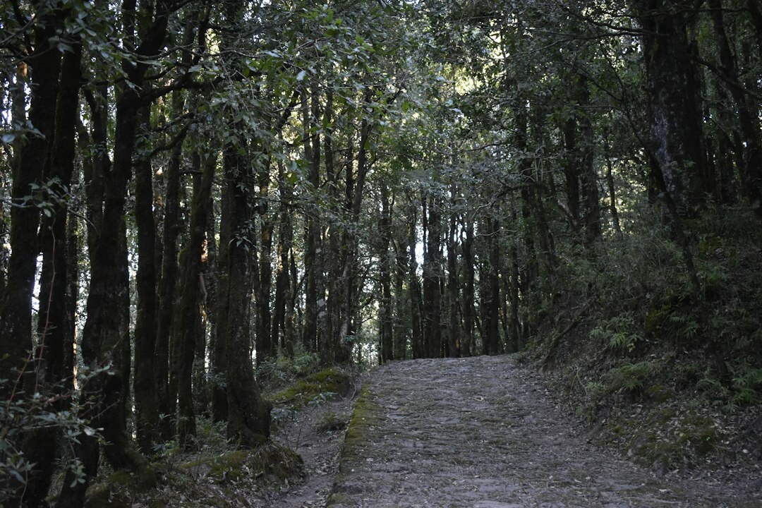 dark forest path